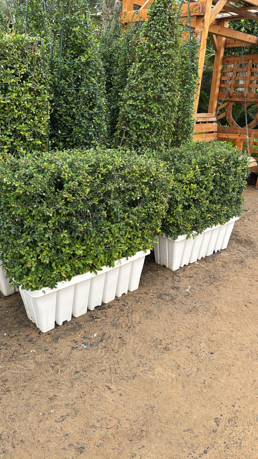 Erithea Hedge - Planter Box EACH