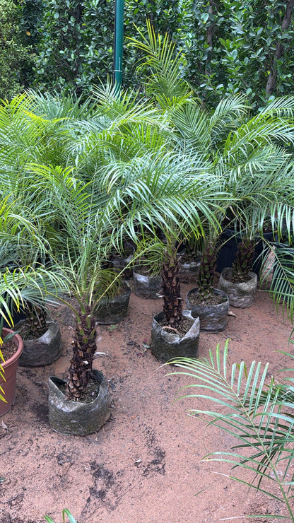 Phoenix Robelenii 1 Stem   -   Nursery   Pot