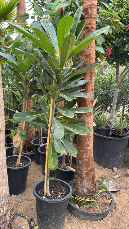 Plumeria   -   Frangipani - Single Stem -  Nursery Pot
