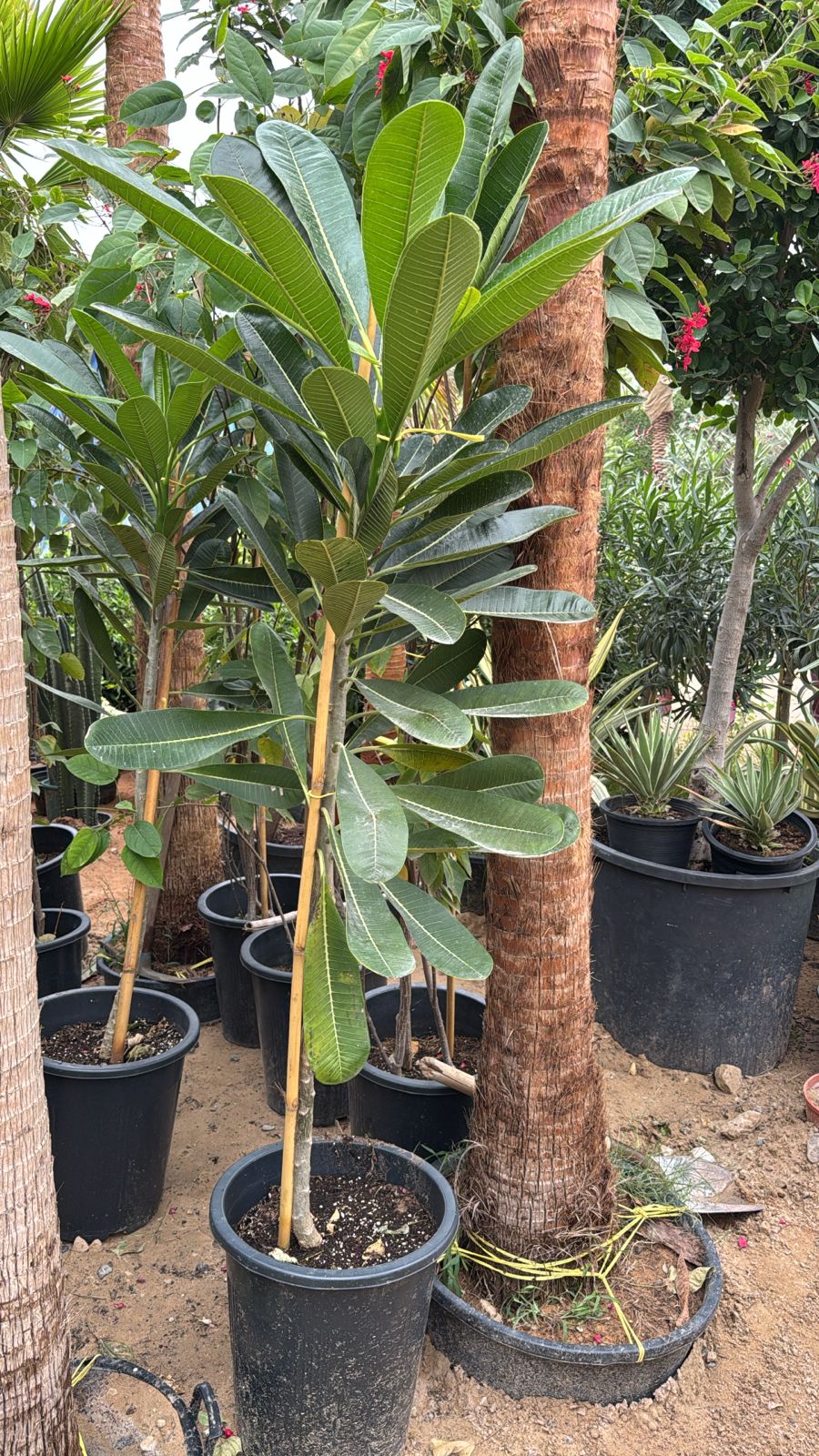 Plumeria   -   Frangipani - Single Stem -  Nursery Pot