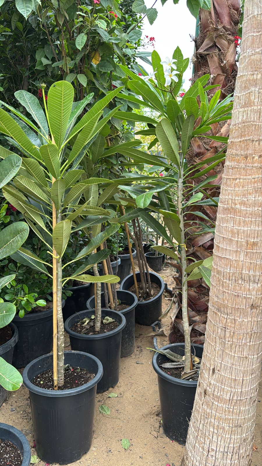 Plumeria   -   Frangipani - Single Stem -  Nursery Pot