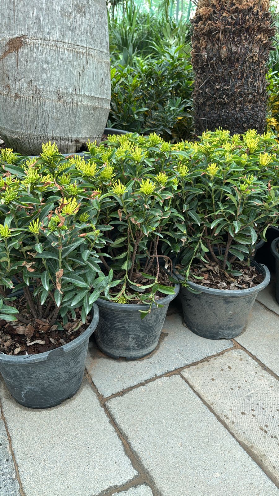 Ixora - Nursery Pot (2PCS)