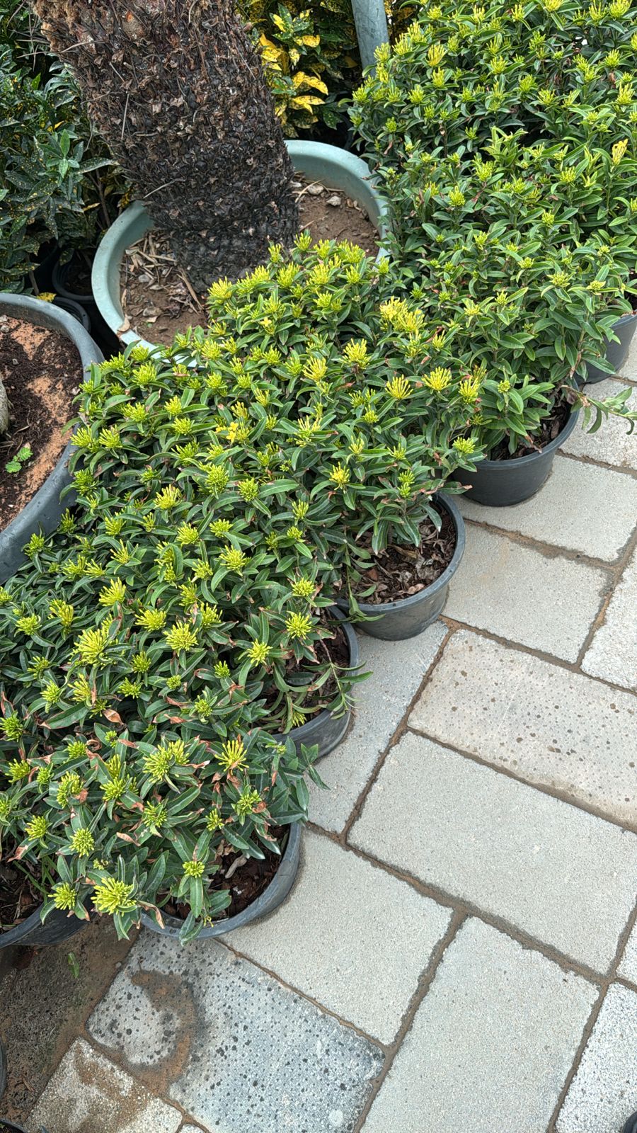 Ixora - Nursery Pot (2PCS)