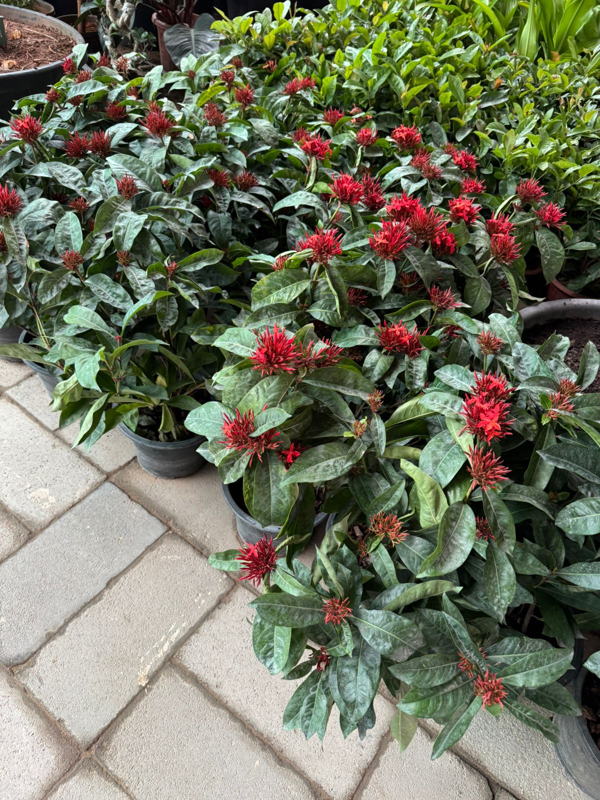 Ixora - Nursery Pot (2PCS)