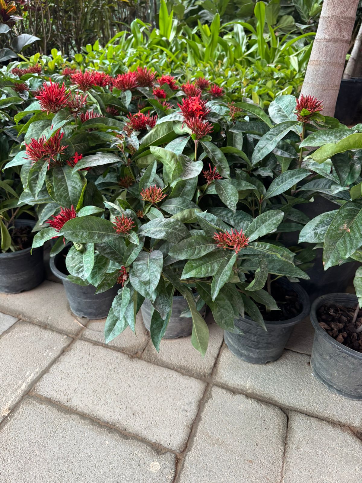 Ixora - Nursery Pot (2PCS)