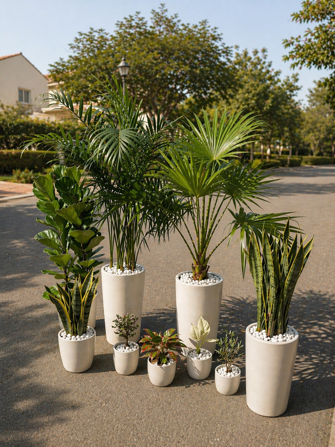 Bundle of 9 Plants - Ceramic Potted