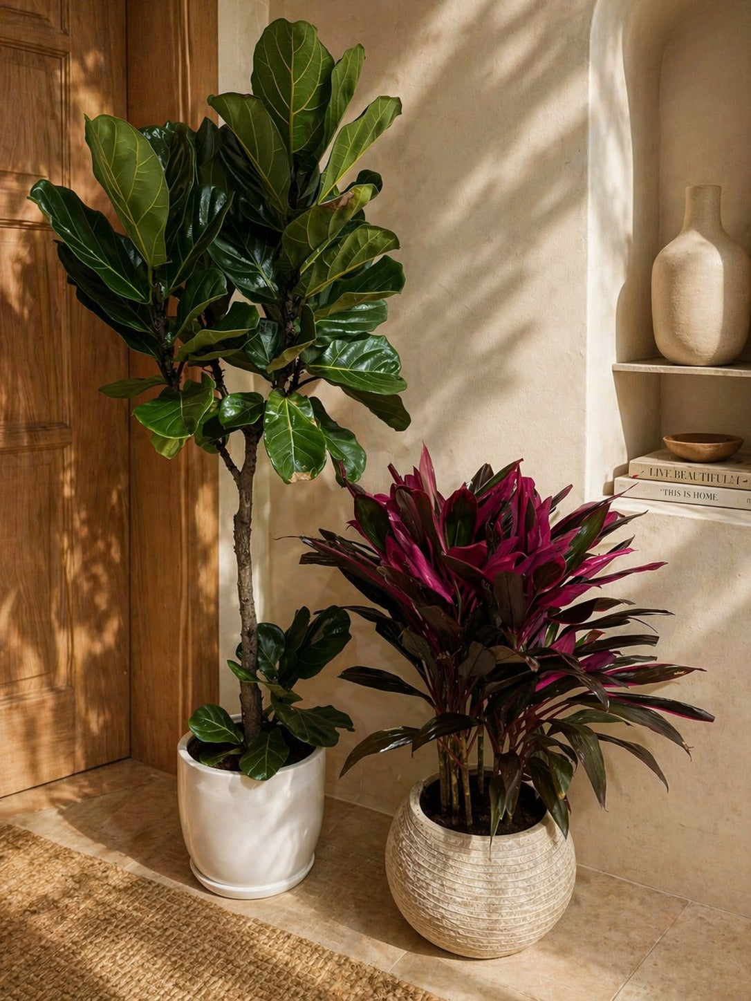 Cordyline Rumba & Fiddle Tree - Potted