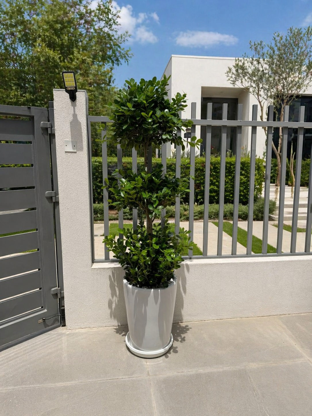 Ficus 3 Step - Ceramic Potted