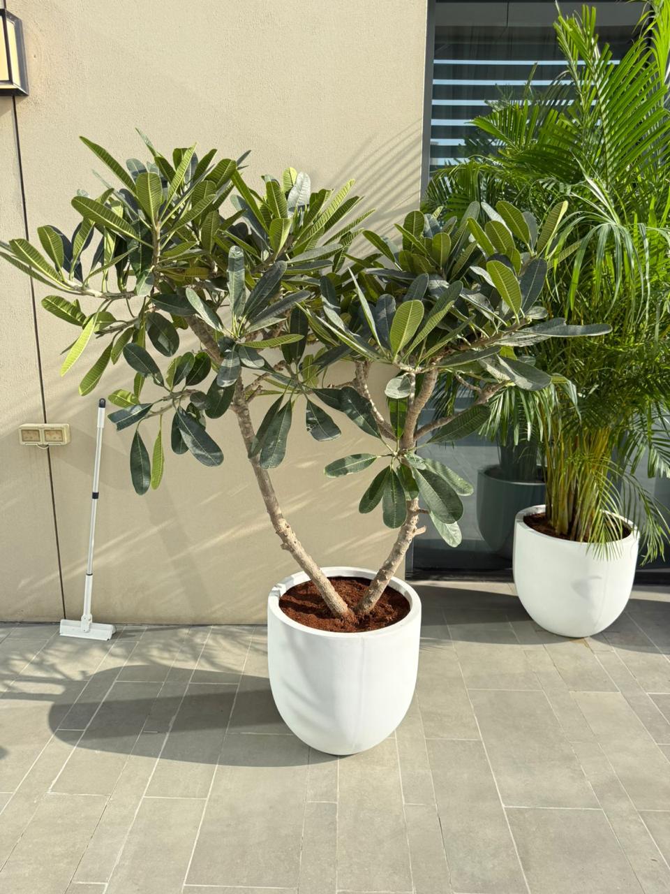 Plumeria Fiber Potted