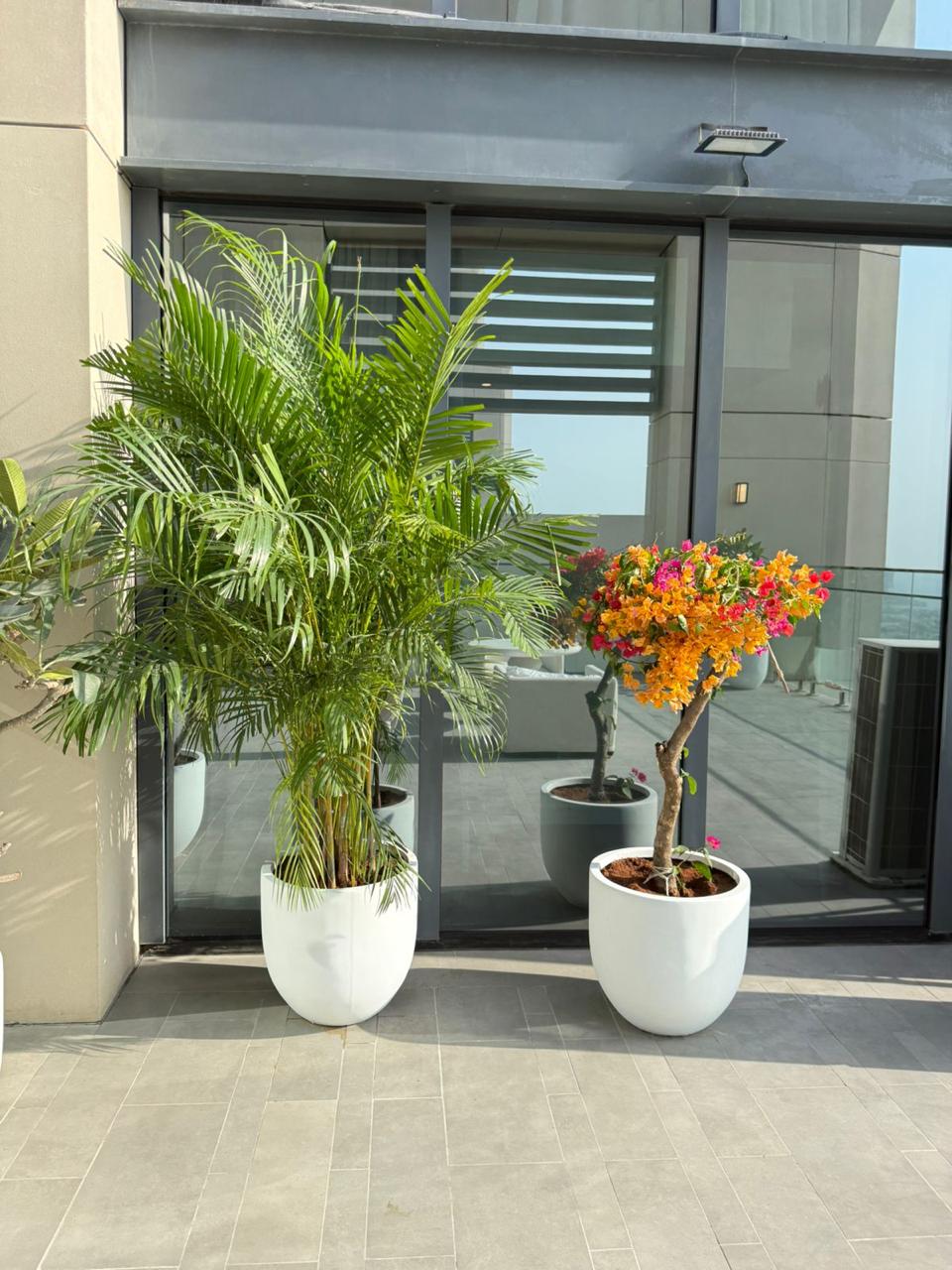 Giant Areca Palm & Bougainvillea Bundle - Fiber