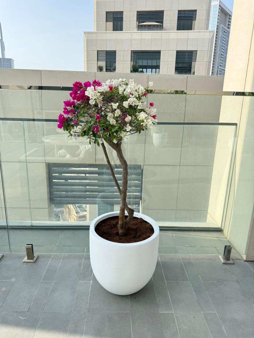 Bougainvillea Thailand - Fiber Potted