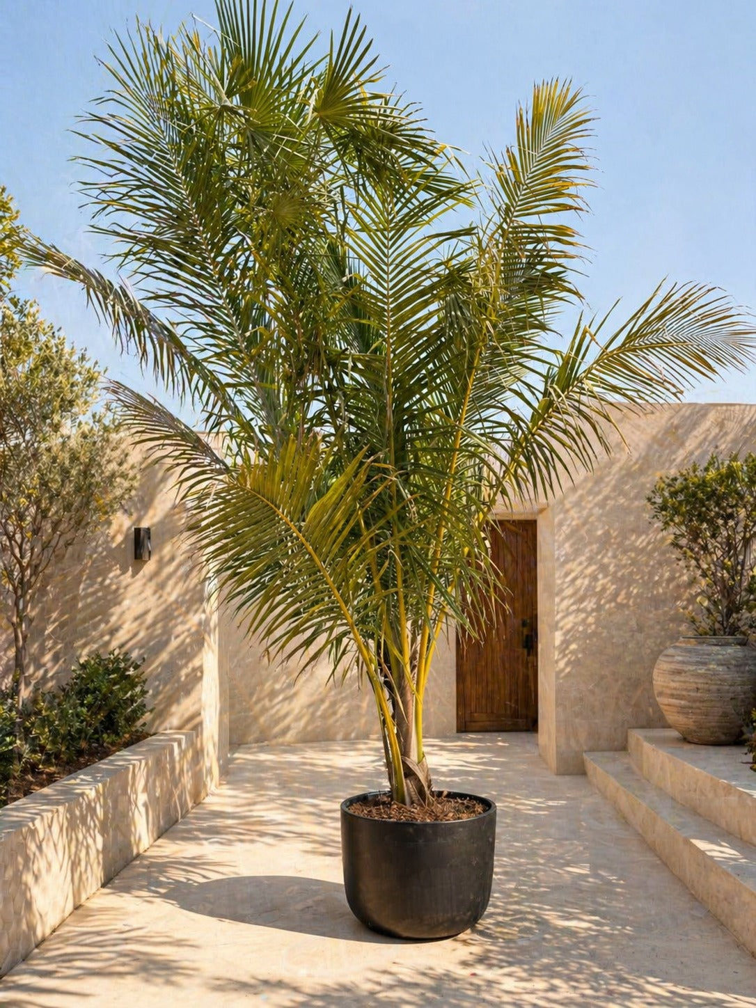 Giant Coconut Palm - Nursery Pot