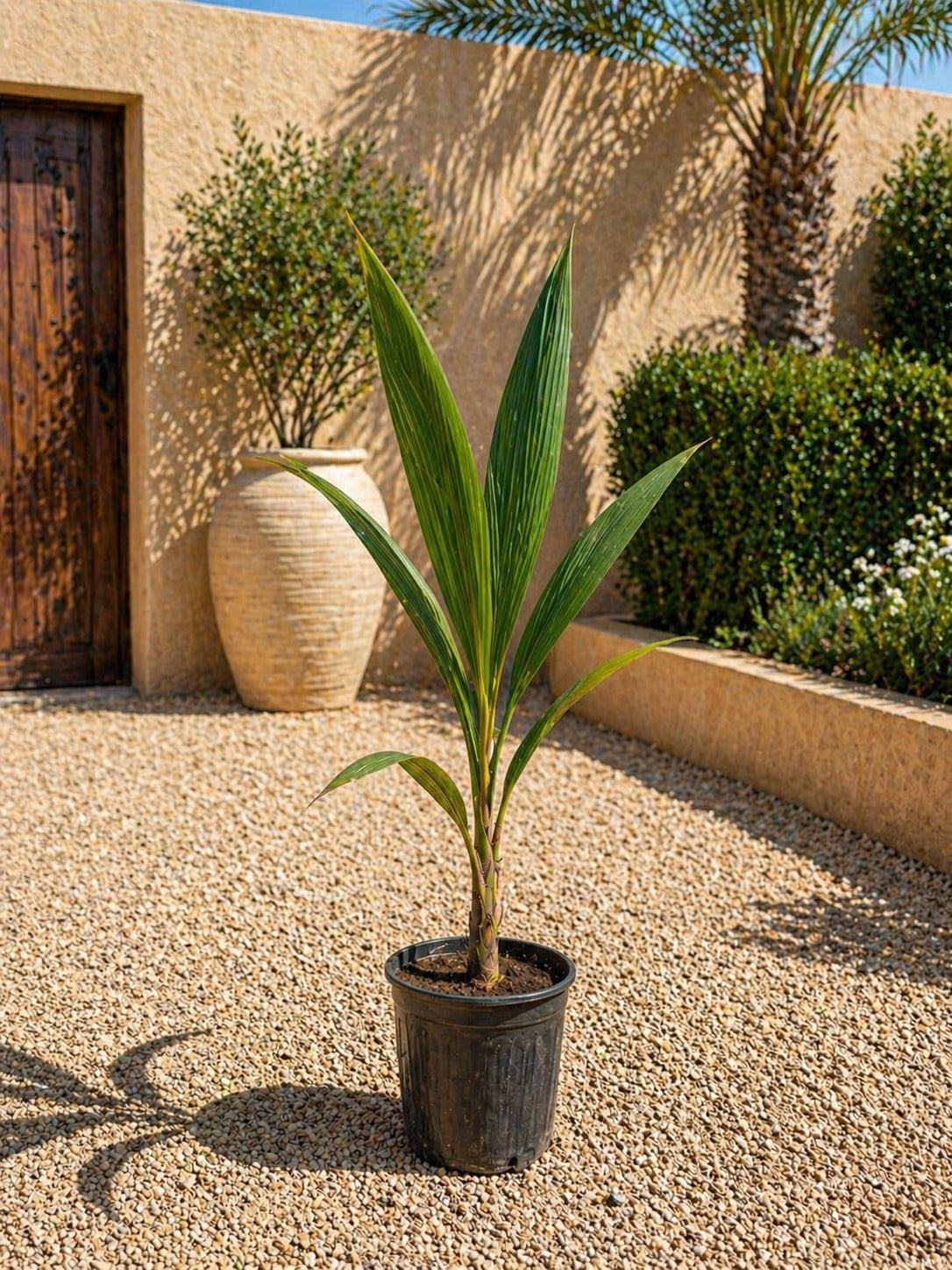 Small Coconut Palm - Nursery Pot