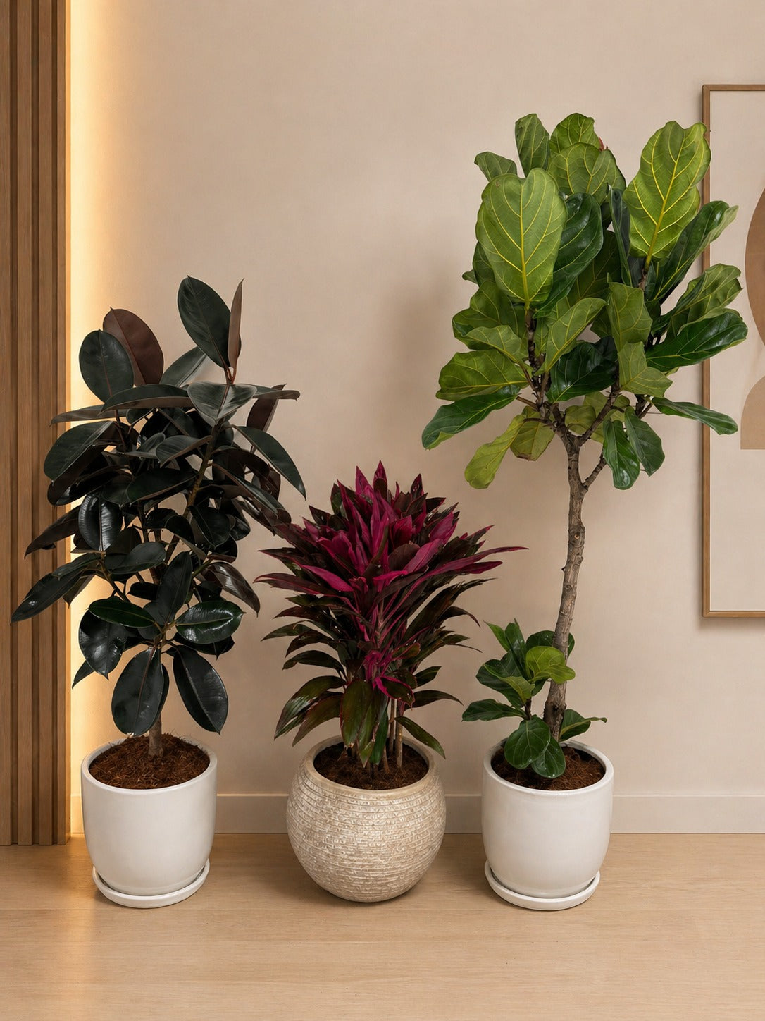 Bundle of 3 - Easy to Care - Potted