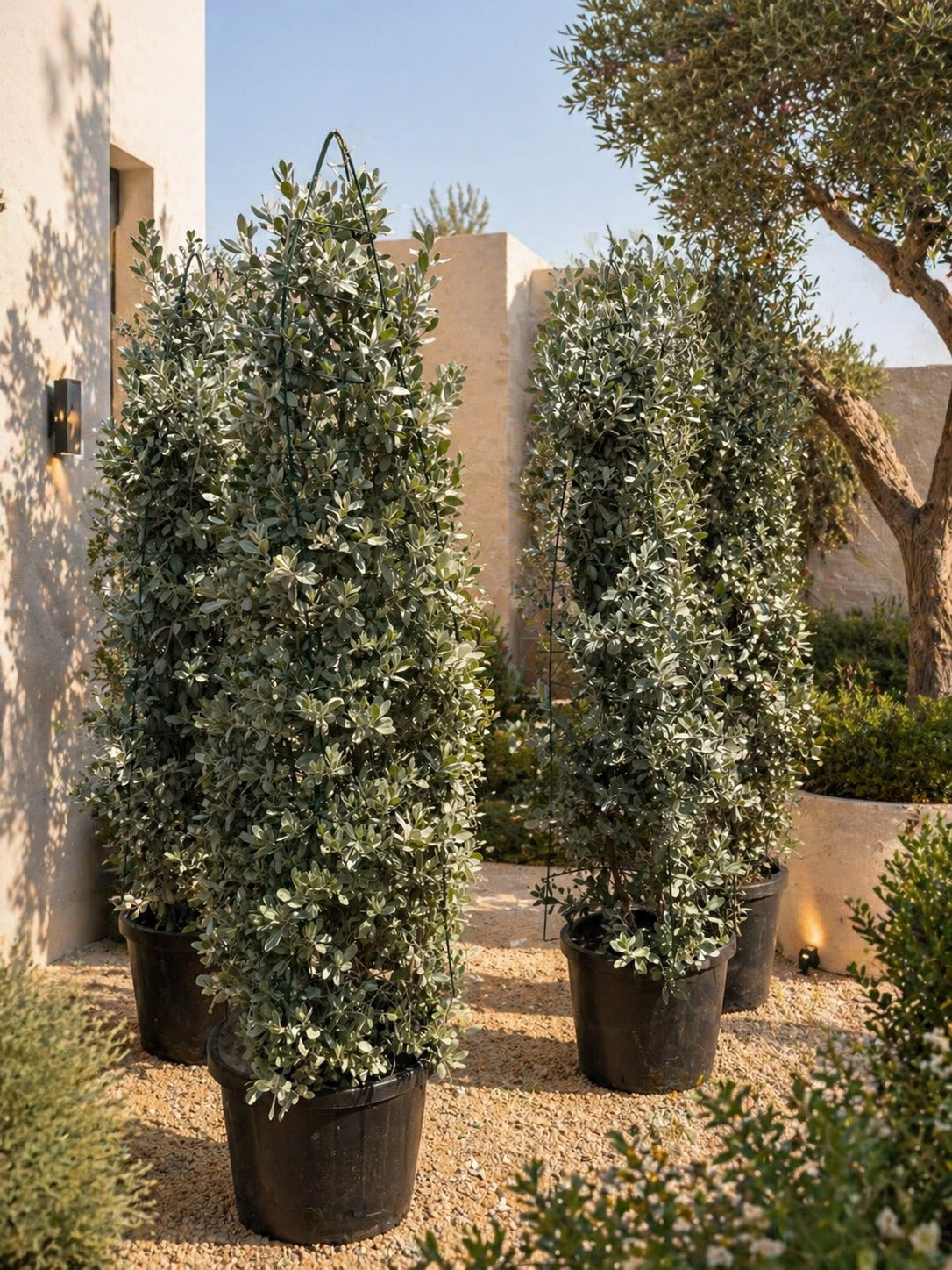 Silver Damas - Nursery Pot - EACH
