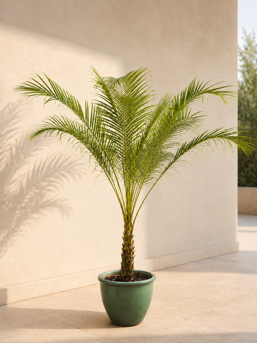 Phoenix Robelleni - Terracotta Potted