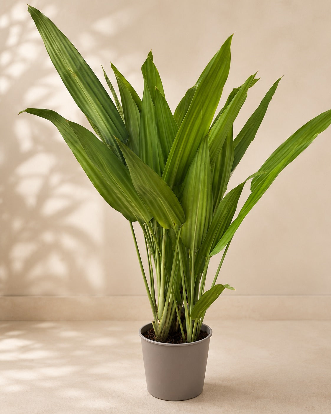 Aspiradas ( Cast Iron ) - Nursery Pot