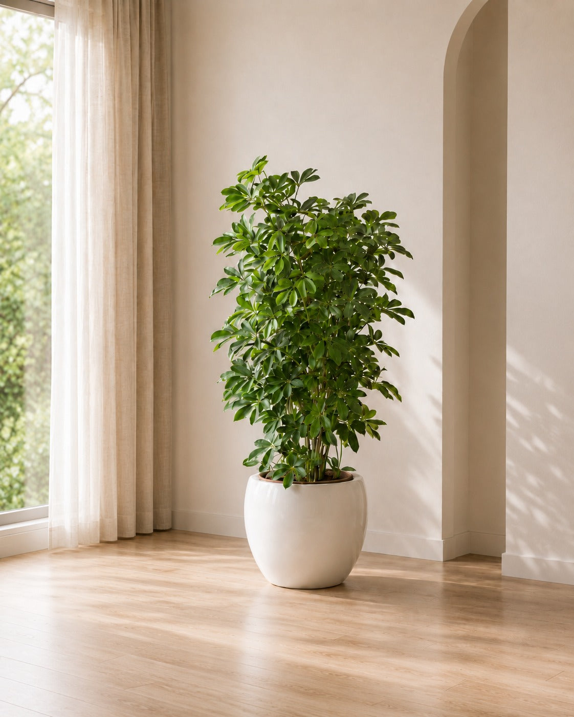 Schefflera - Short Ceramic Pot