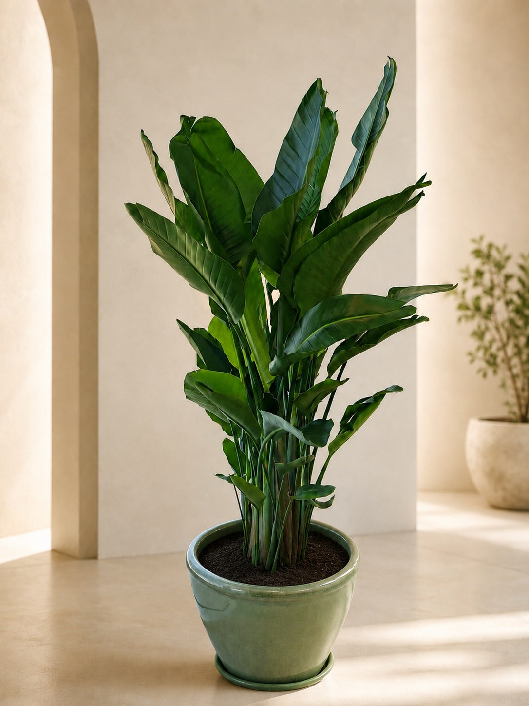 Bird of Paradise - Terracotta Potted - PROMOTION