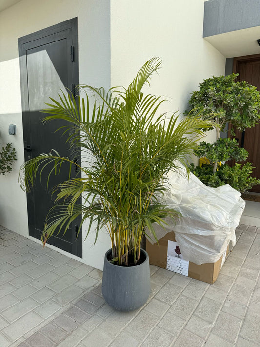 Areca Palm - Fiber Potted