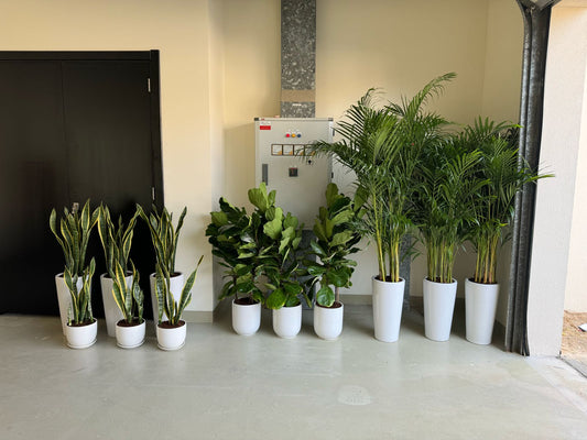 Mega 12 Bundle – Ultimate Air-Purifying Plant Set