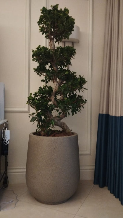 Bonsai - Fiber Pot