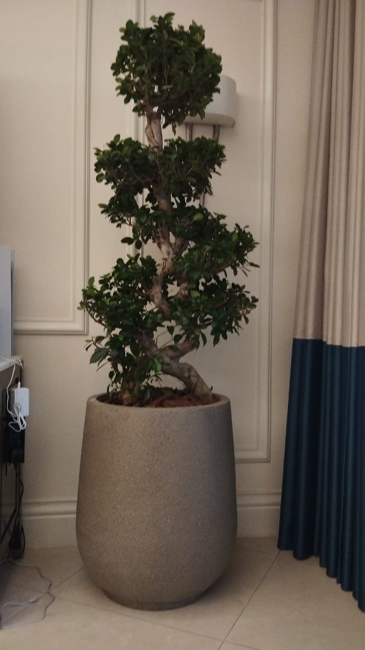 Bonsai - Fiber Pot