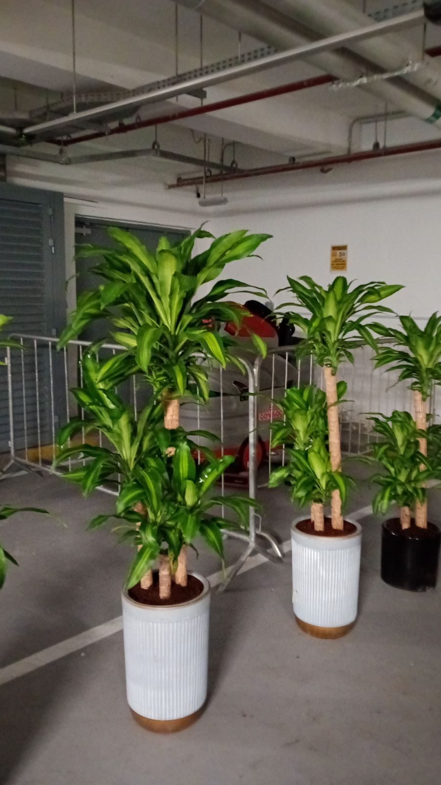 Dracena Each - White & Gold Pot