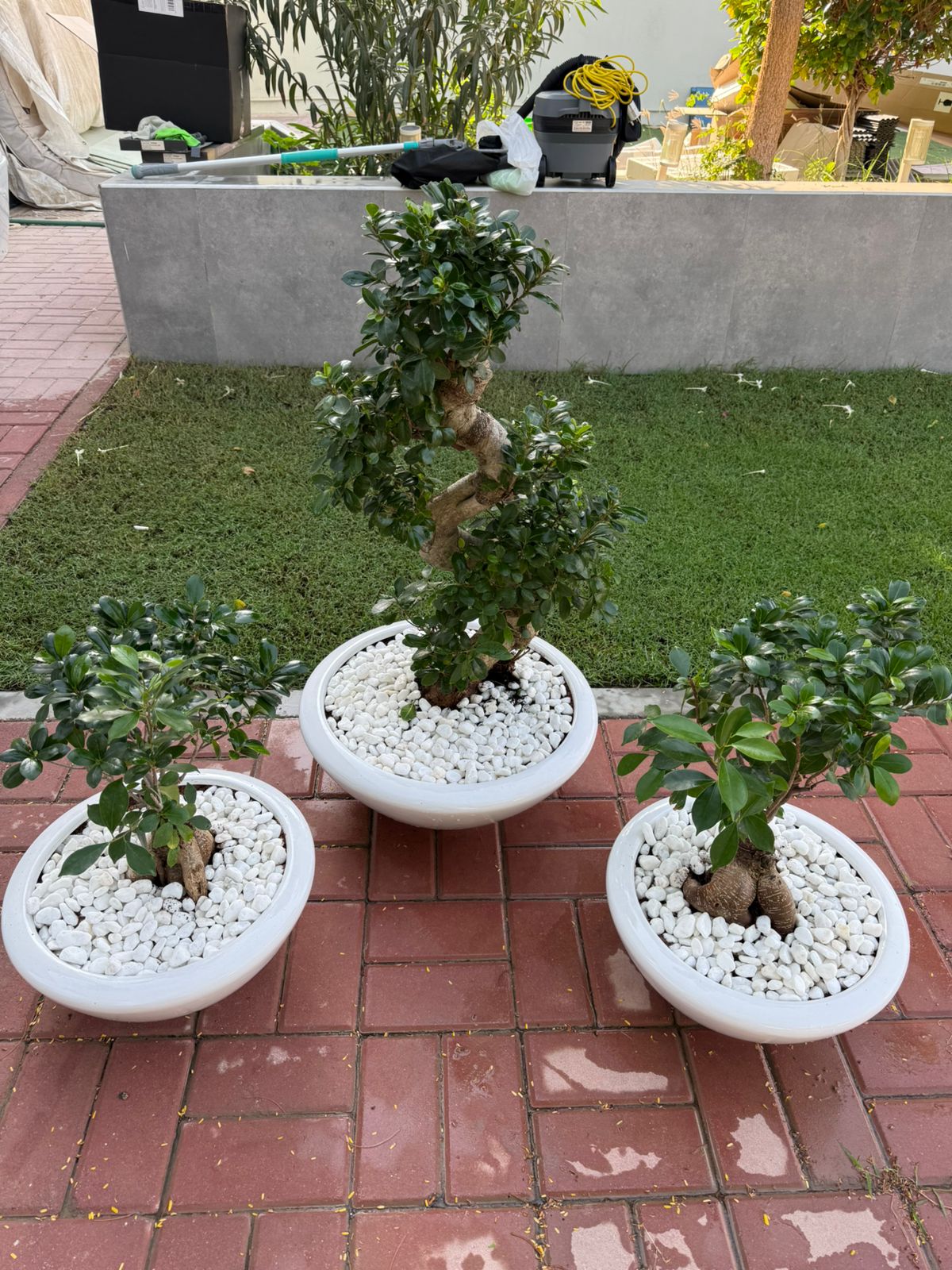 Trio Bonsai Bundle