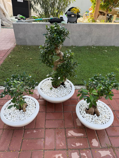 Trio Bonsai Bundle