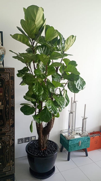 Thick Trunk Fiddle - Terracotta Pot