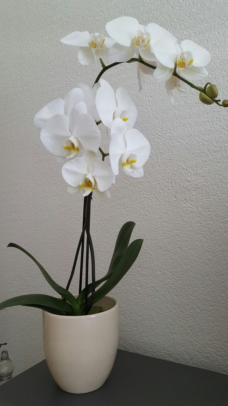 Artificial Orchid Flower - Ceramic Pot