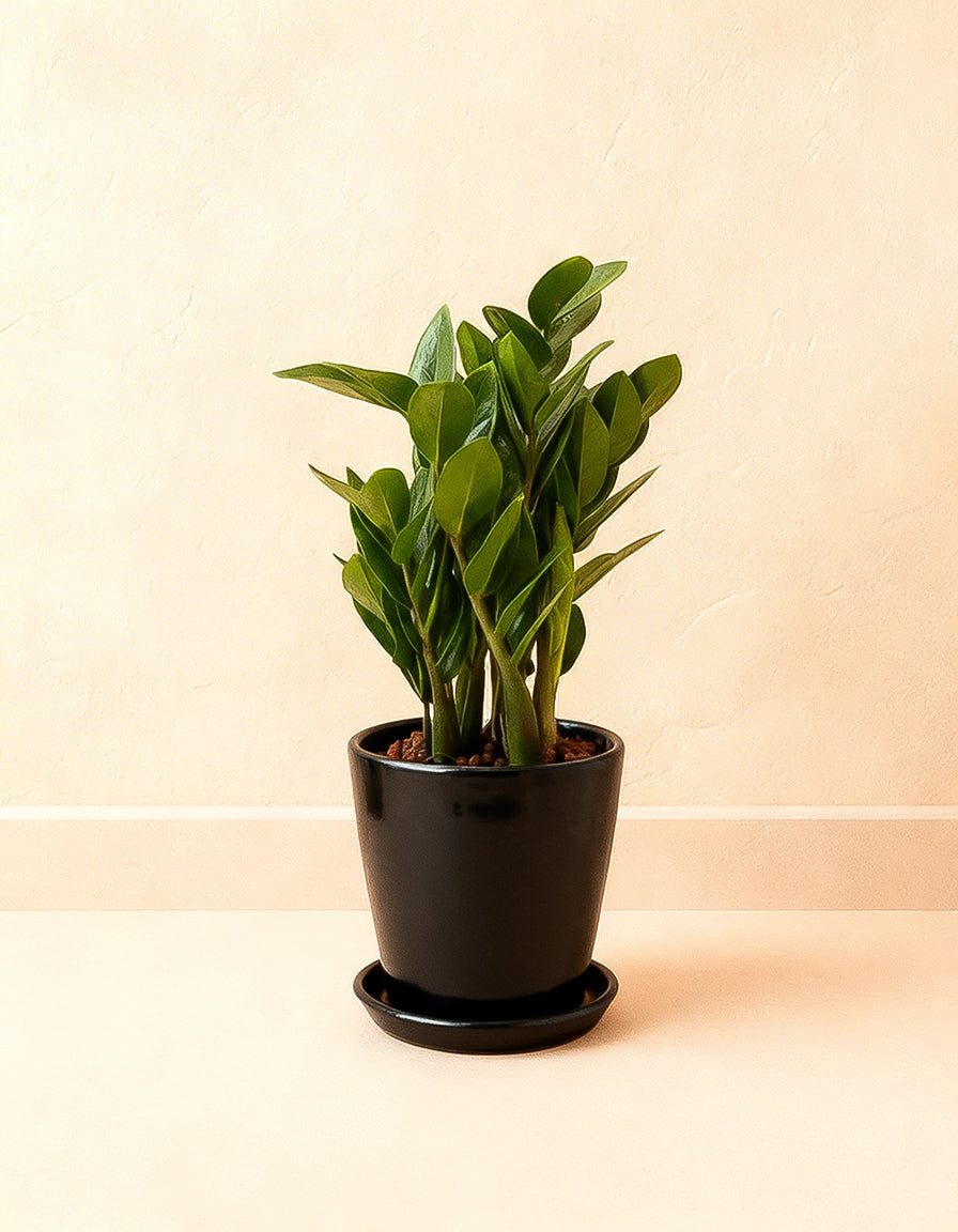 ZZ - Zamia - Table Top