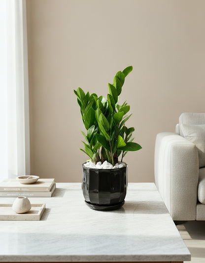 ZZ Plant - Table Top