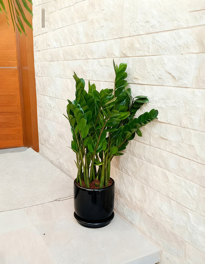 ZZ Zamia - Short Ceramic Pot