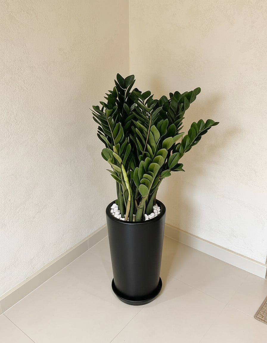 ZZ ( Zamia ) - Tall Pot