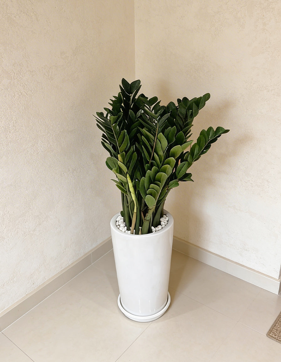 ZZ ( Zamia ) - Tall Pot