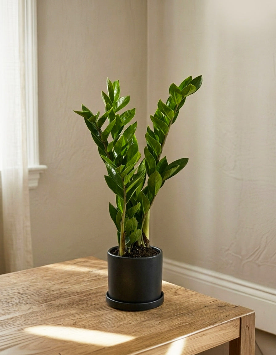 ZZ table top plant