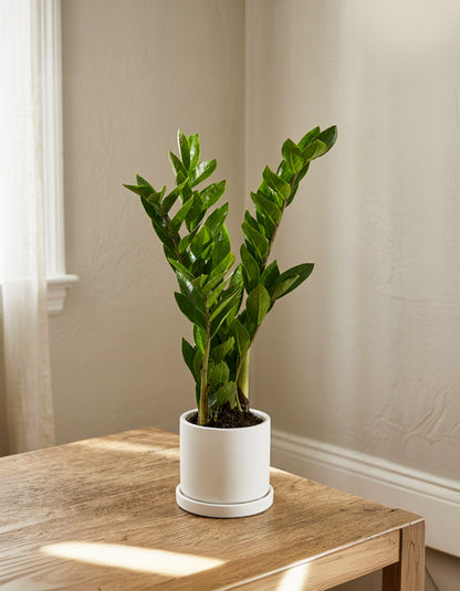 ZZ table top plant
