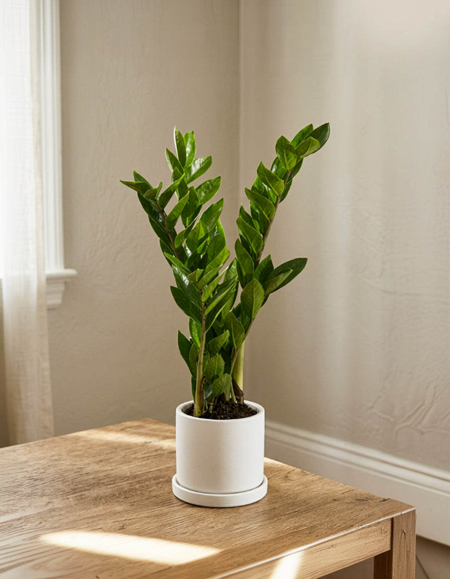 ZZ table top plant