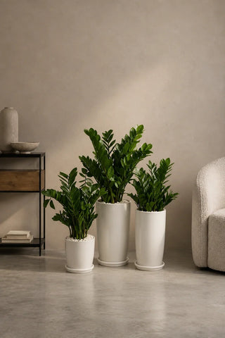 Easy Low-Light Trio — White option