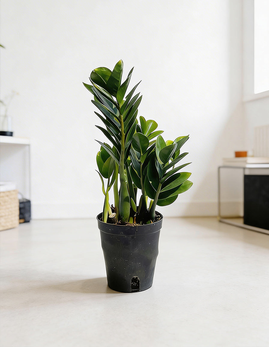 Zamia - Nursery Pot