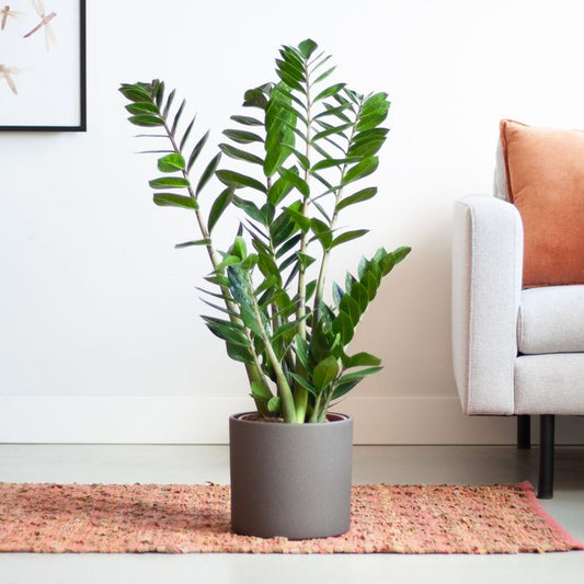 ZZ - Zamia Fiber Pot