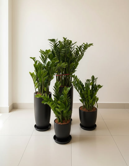 Zz Bundle - Set of 4