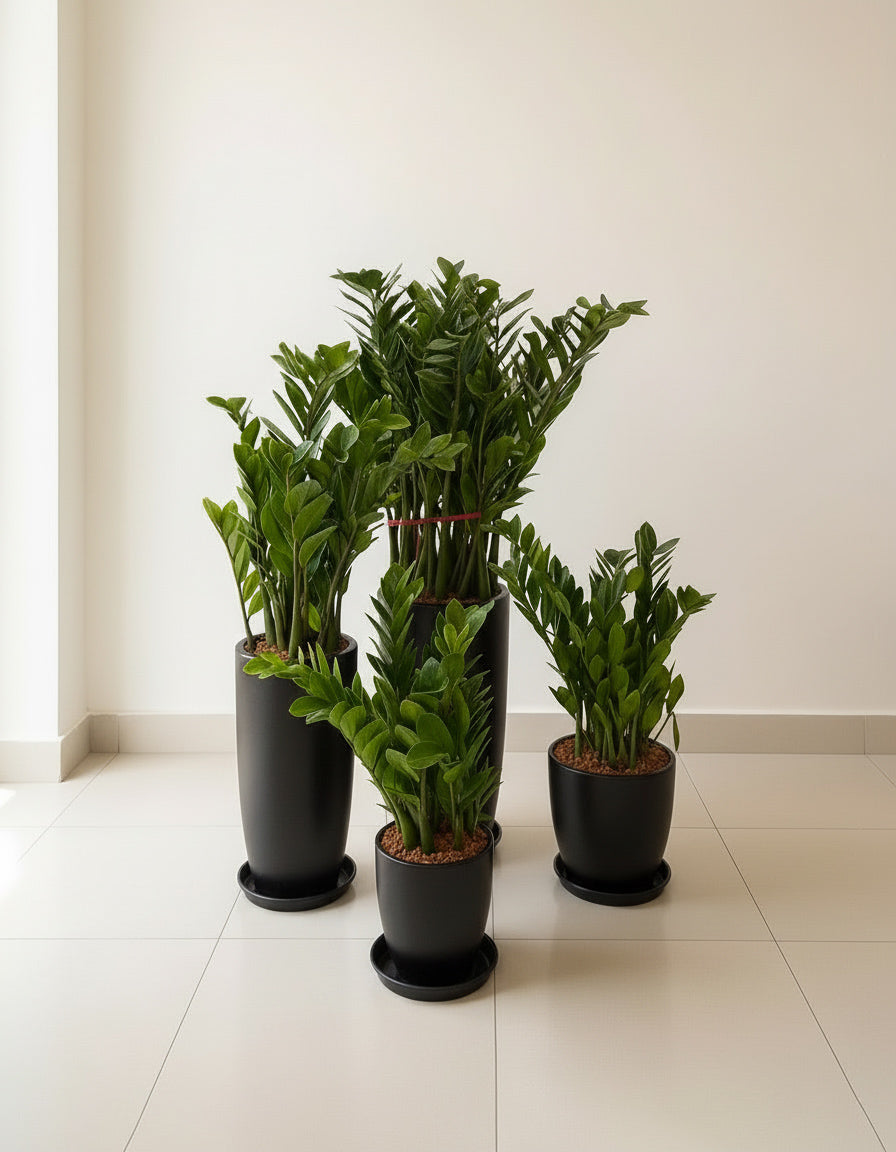 Zz Bundle - Set of 4