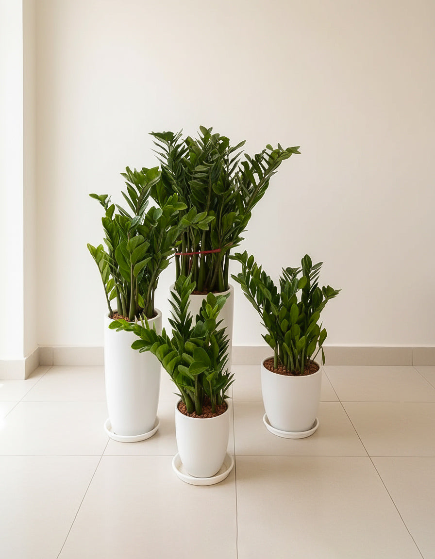 Zz Bundle - Set of 4