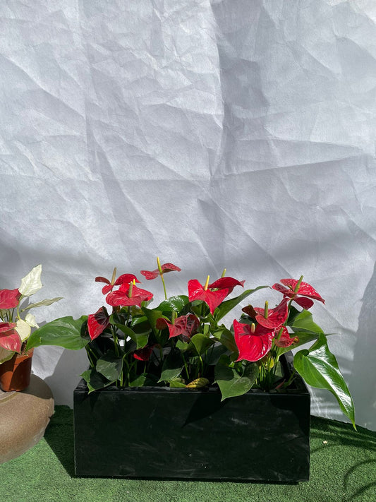 Anthurium - Planter Arrangement