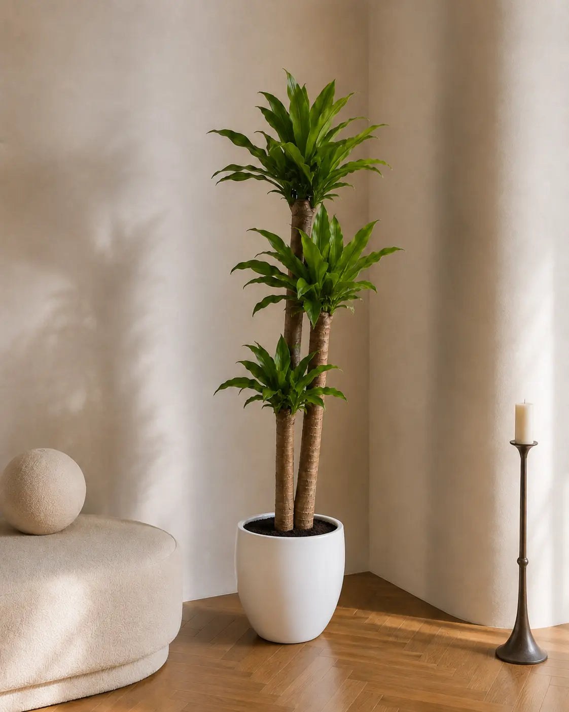 Dracaena massa test