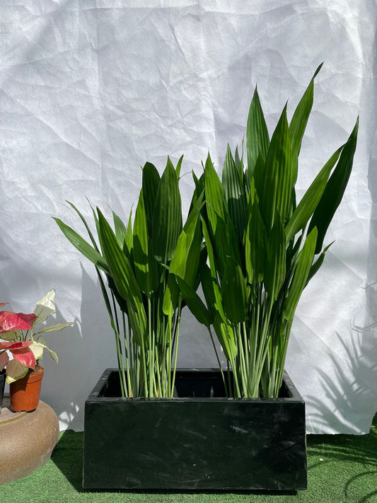 Aspiradas - Fiber Planter Arrangement