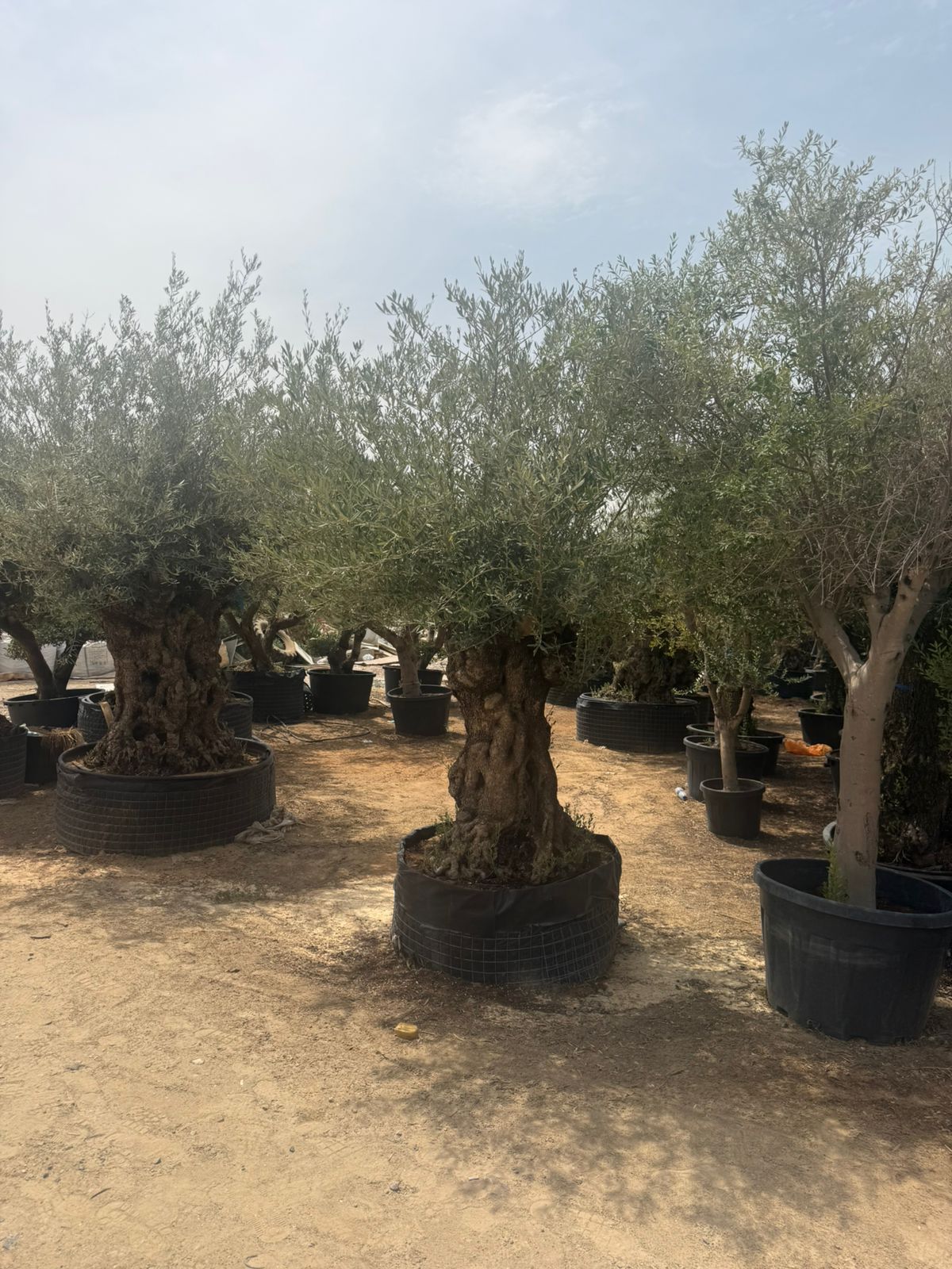Giant Olive Tree - Thick & Aged Fiber Trunk 2.1-2.3M
